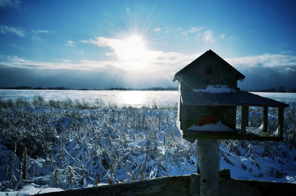 Frozen Birdhouse II