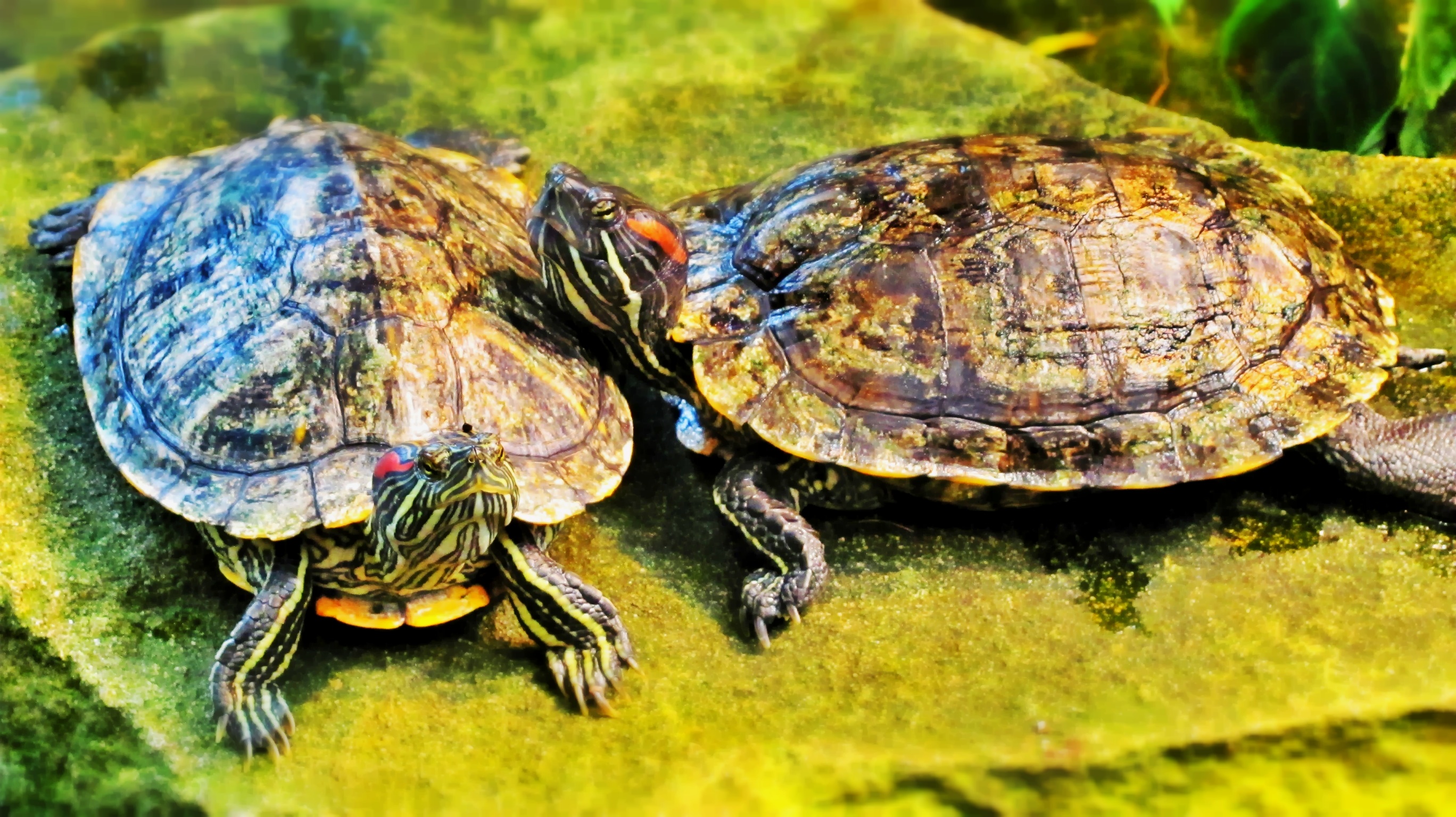 Turtles