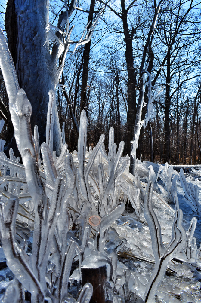 Frozen Sticks