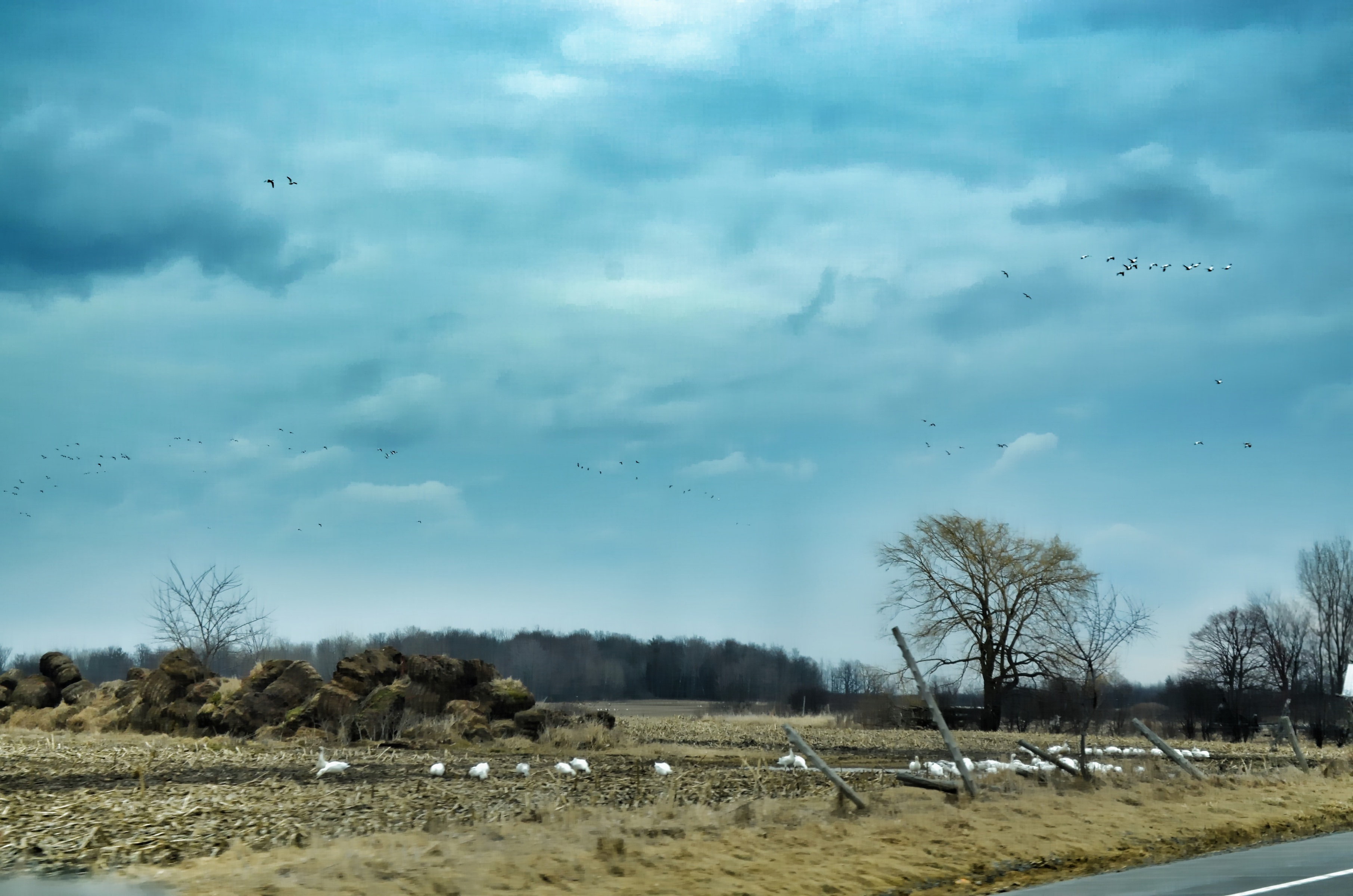 Snow Geese