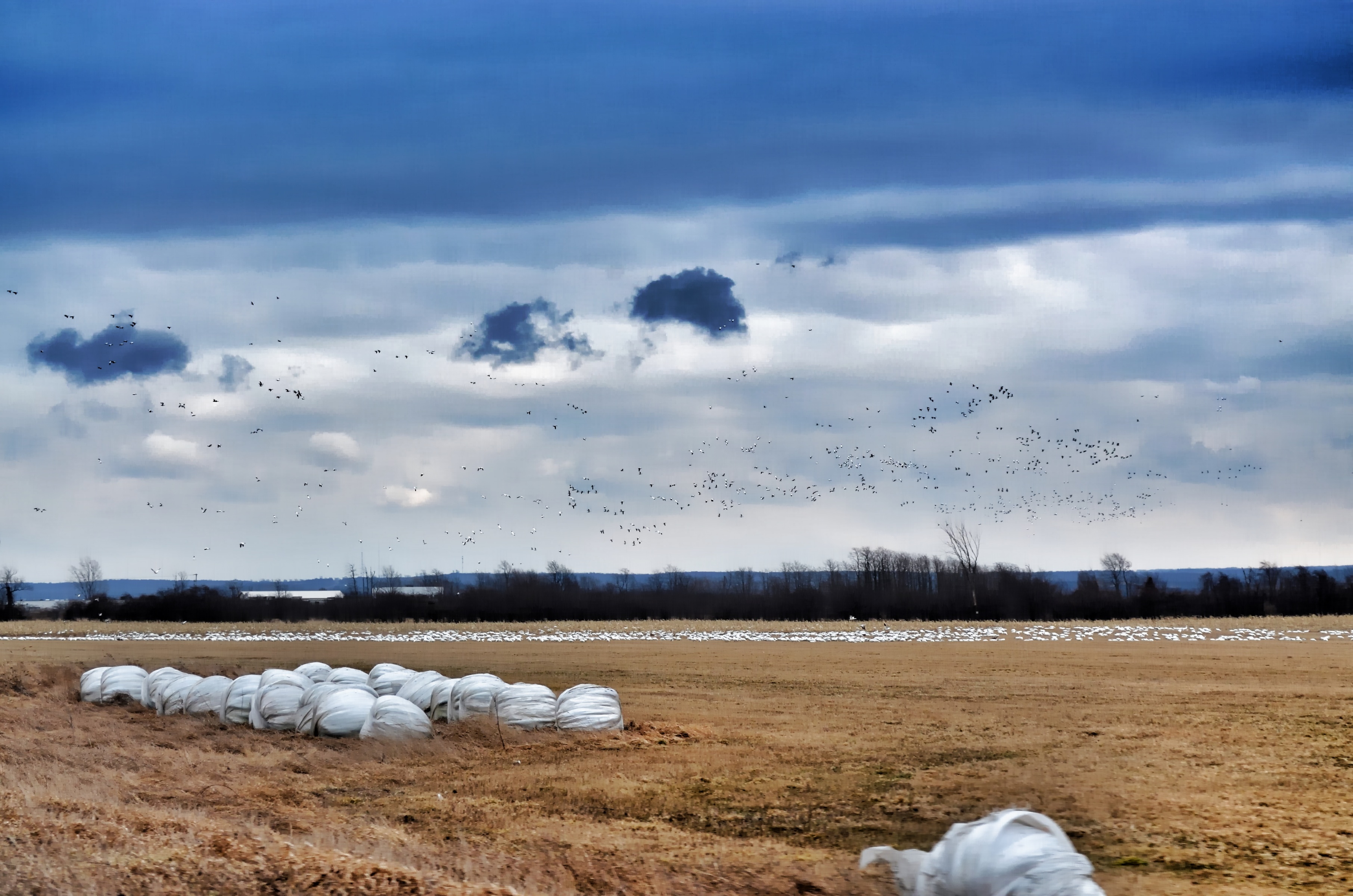 Snow Geese