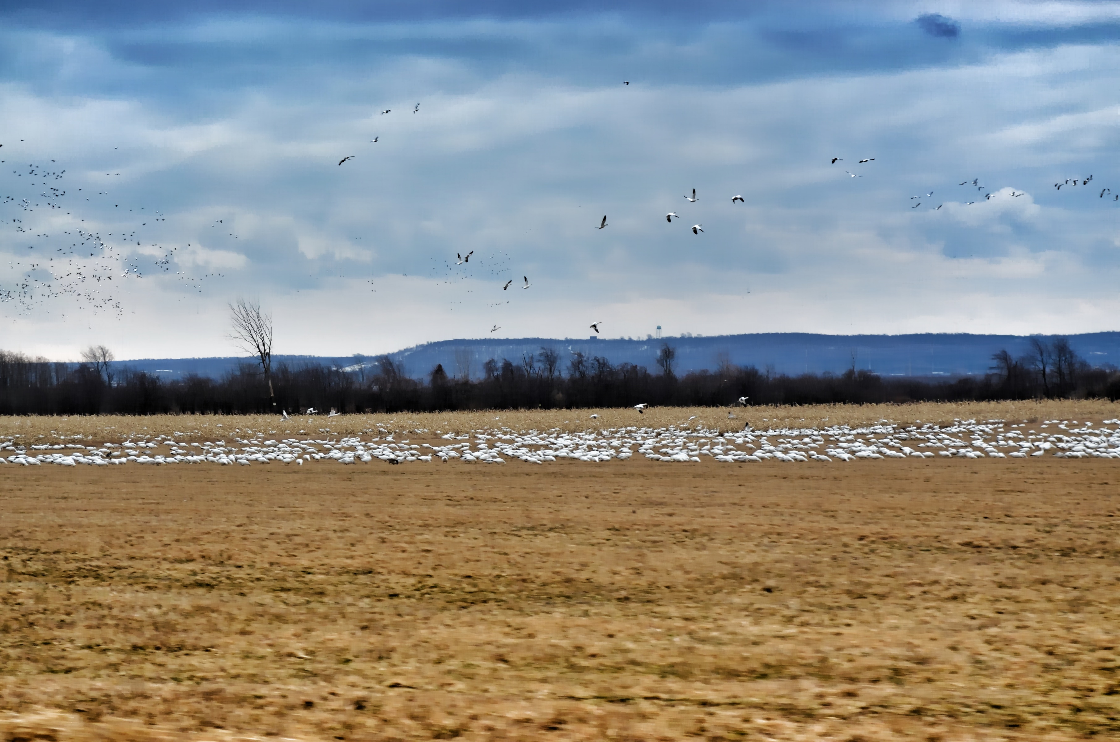 Snow Geese