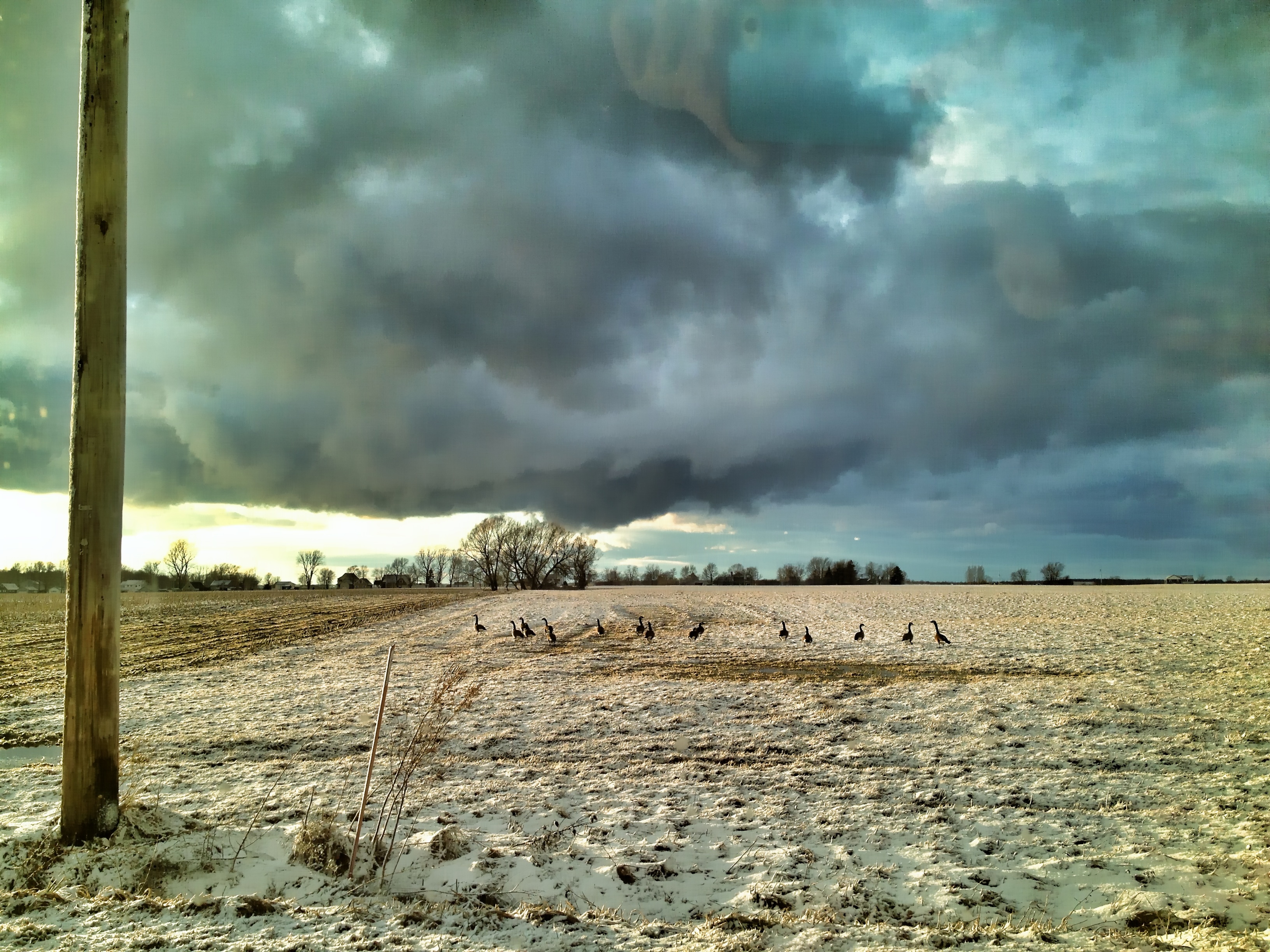 Canada Geese