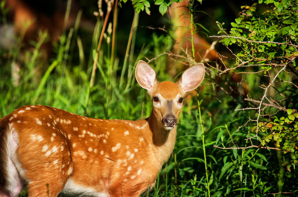 Fawn