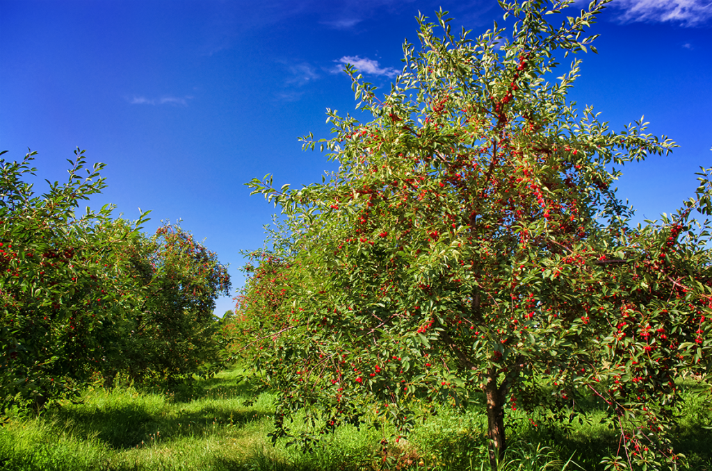 Cherry Trees