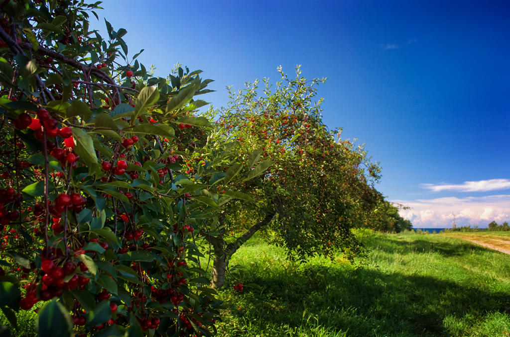 Cherry Trees on Lake Ontario