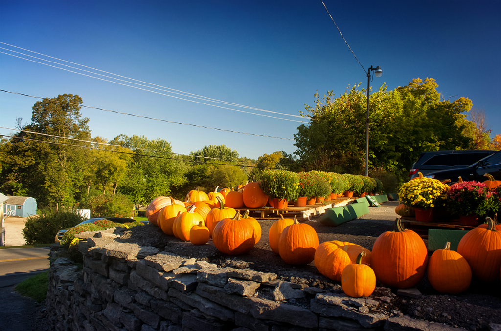 Burrville_Pumpkins